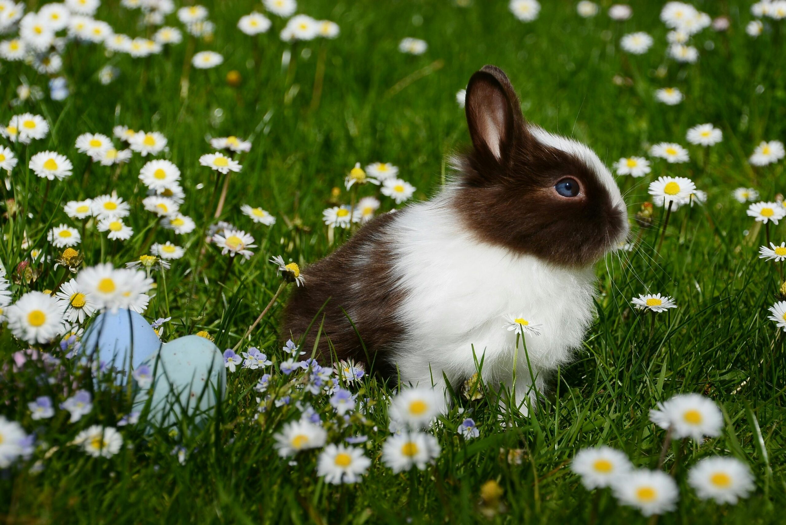 Adorable brown and white bunny sitting among daisies with Easter eggs on a spring day.